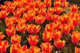 Keukenhof (Lisse), [de]Blumenpark [en]flower exhibition